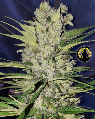 NL#5 x Haze IBL