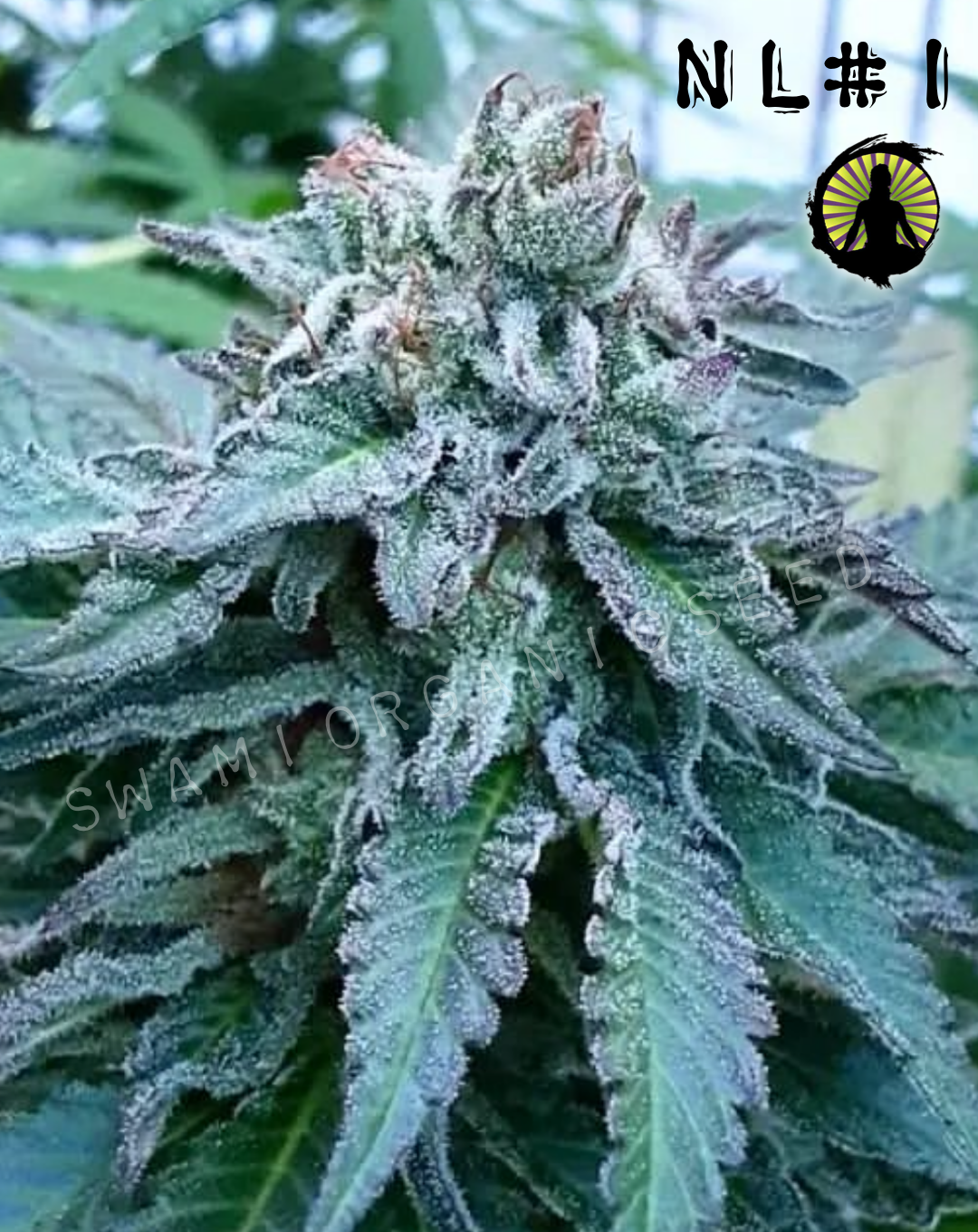 NL1 x Michoacan 
