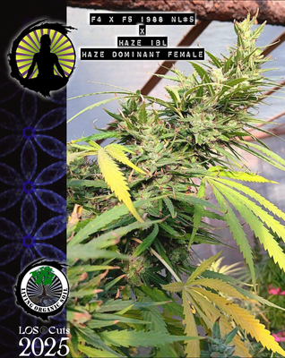 F4 x F5 1988 NL5 x Haze IBL Haze dominant female