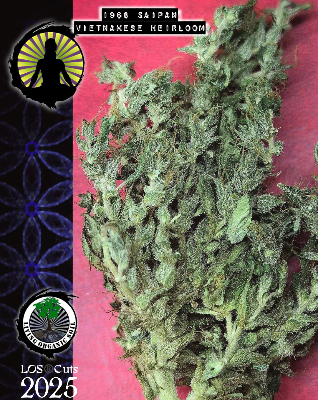 Saipan 68 Vietnamese heirloom clone