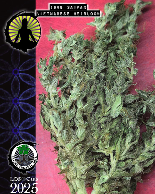Saipan 68 Vietnamese heirloom clone