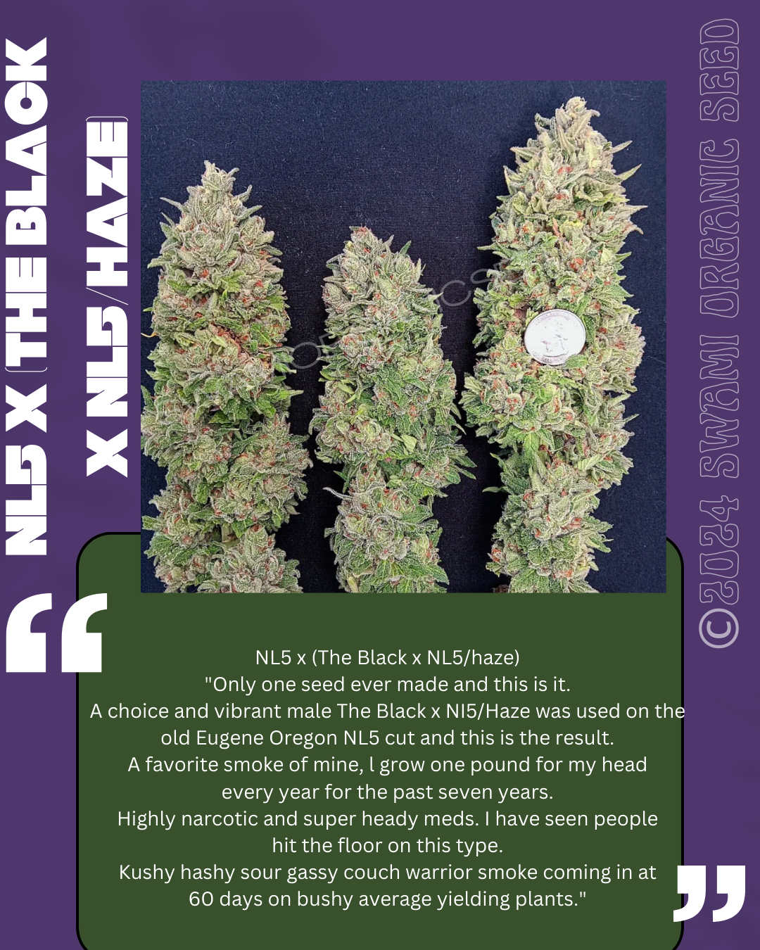 NL5 X The Black/Nl5haze F1 clone