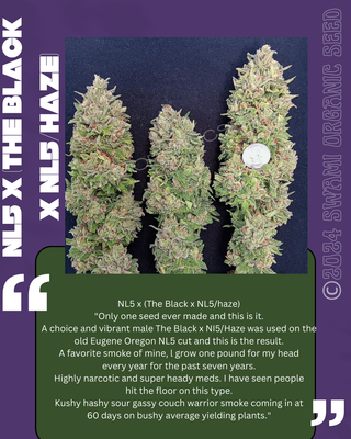 NL5 X The Black/Nl5haze F1 clone