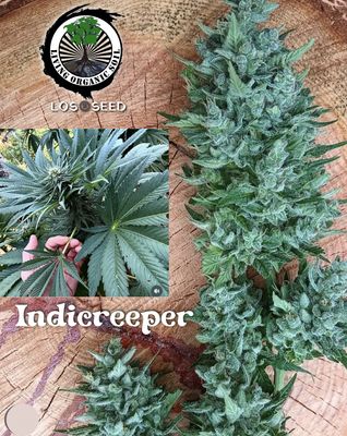 Indicreeper