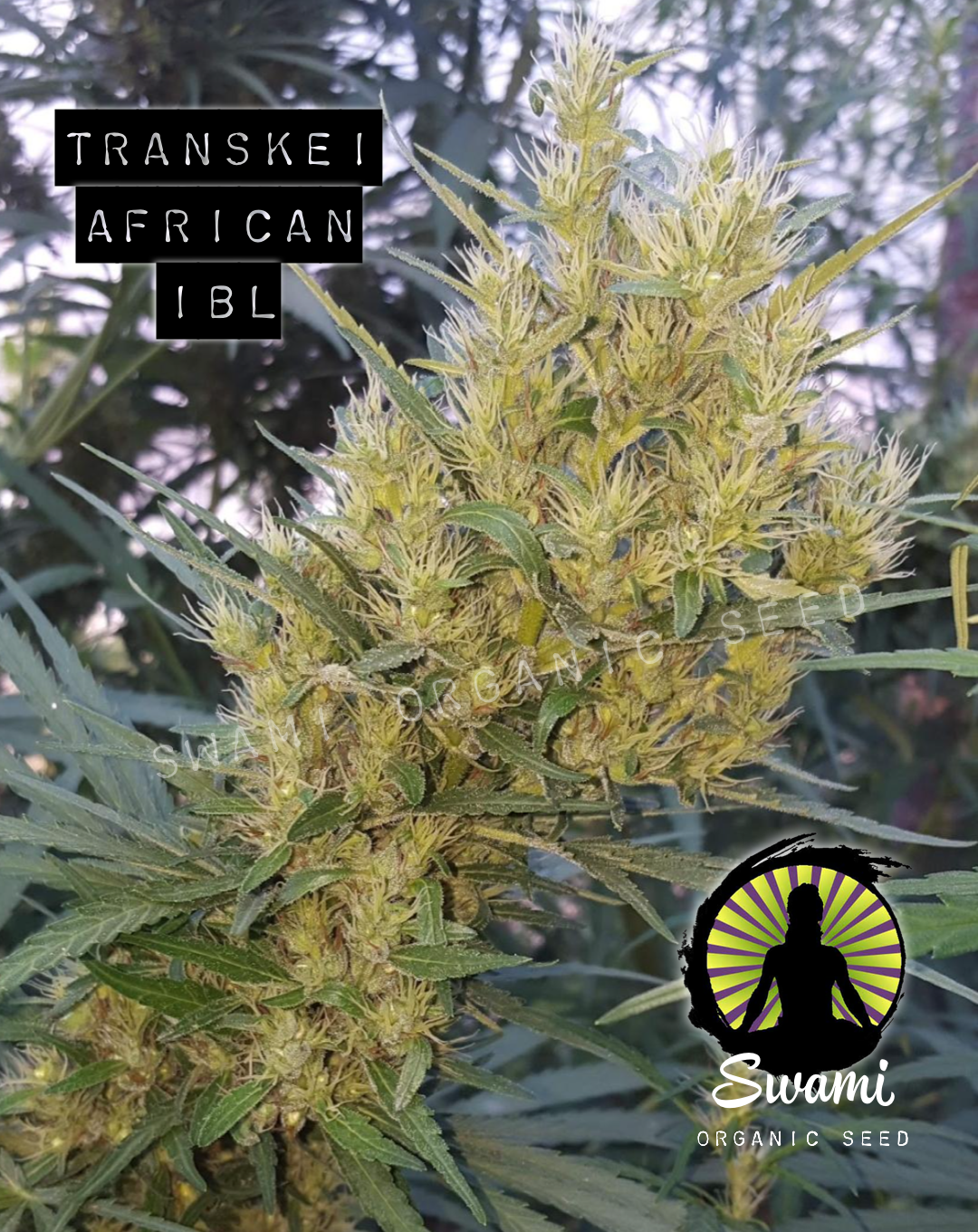 CBN Durban x JA Transkei