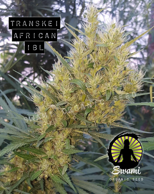 CBN Durban x JA Transkei