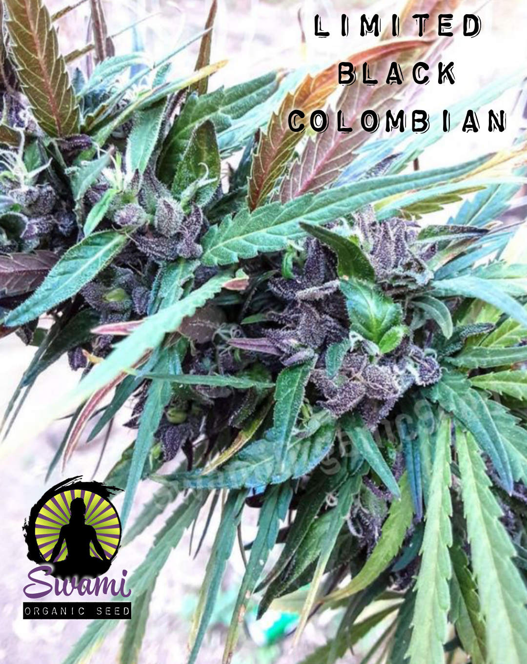 Limited Black Colombian