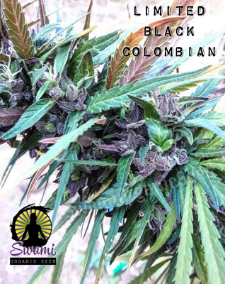 Limited Black Colombian