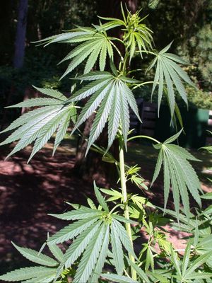 1976 Peace Corps Panama Red