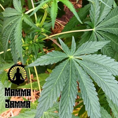 Mama Jama Colombian x The One Blue Orca