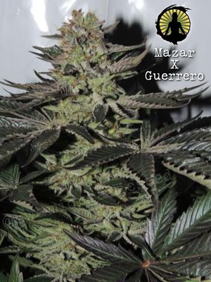 Mazar/76 Guerrero IBL