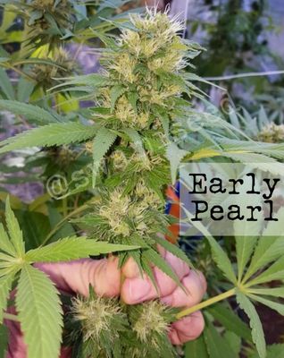 Early Pearl x Punto Rojo/Black Escobar Colombian