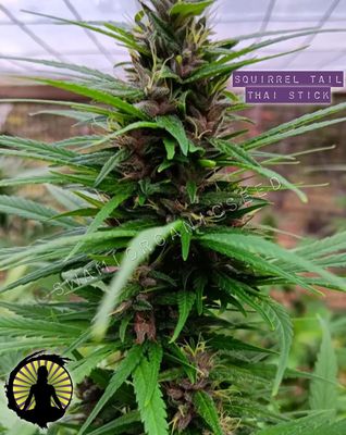 Squirrel Tail Thai Stick x Chocolate Thai