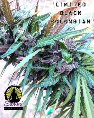 SOS Black Colombian IBL