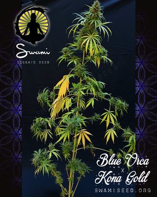 Blue Orca X Kona Gold Sativa