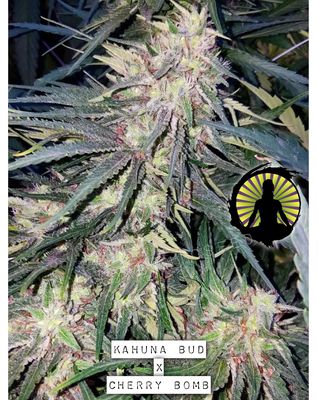 Kahuna Bud/Cherry Bomb x Kona Gold