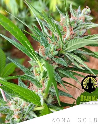 Kona Gold x Kahuna Bud/Cherry Bomb