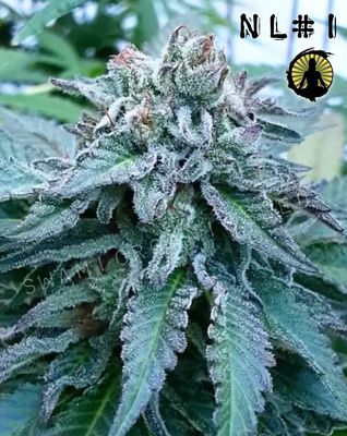 NL1 x Black Colombian 