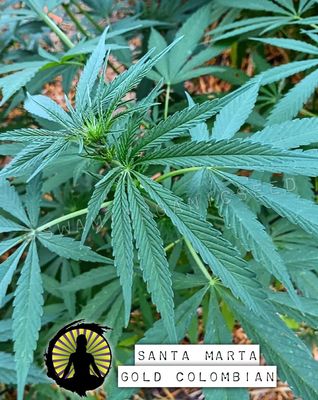 Punto Rojo/Black Escobar Colombian x Santa Marta Gold Colombian