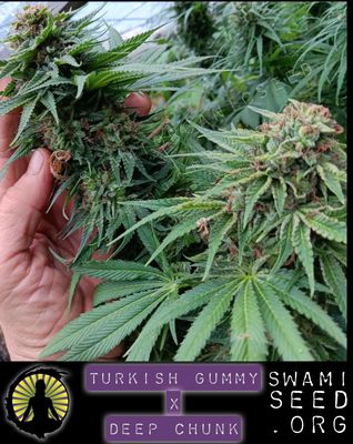 Turkish Gummy/Deep Chunk x Kona Gold