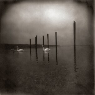 Om ‎– Conference of the Birds LP clear/purple vinyl