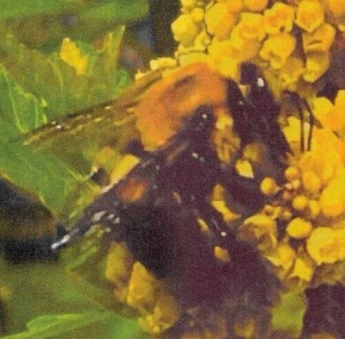 Broncho – Natural Pleasure LP green