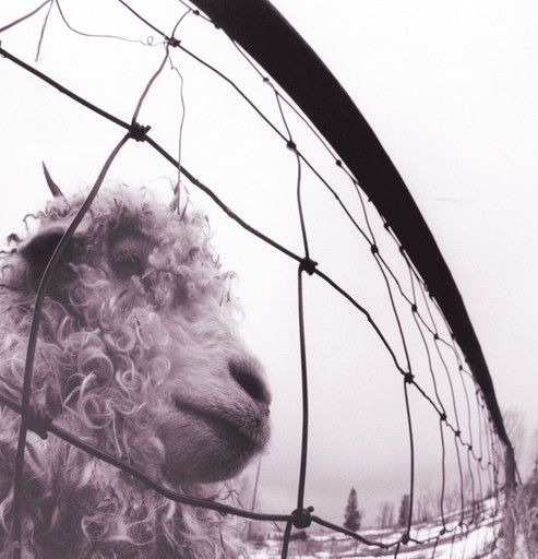 Pearl Jam ‎– Vs. LP