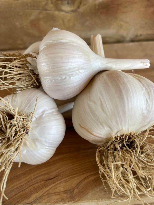 Music Organic Garlic