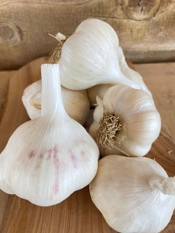 California Early Organic Garlic