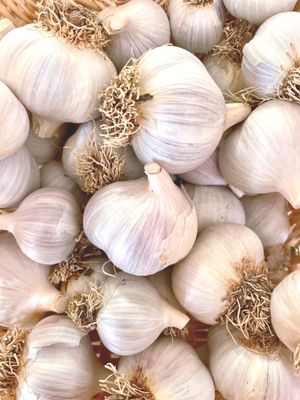 Bulk Garlic (10 lbs and up)