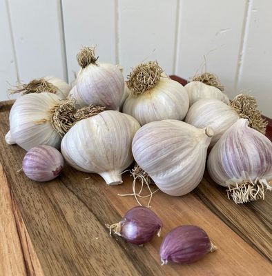 Gourmet Organic Garlic
