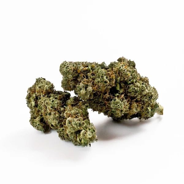 New Northernlight Indoor