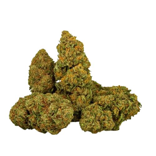 PLATINUM PANTHER FR/ VAUCLUSE VERDE