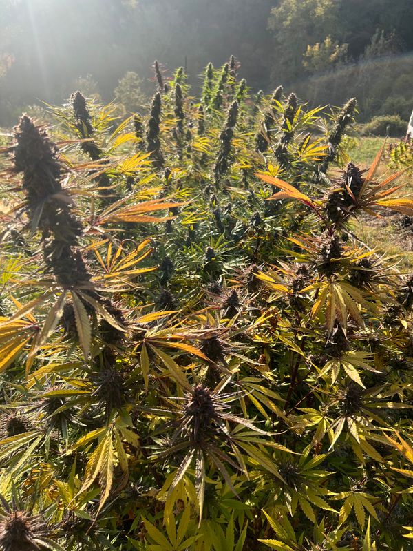 Cherry Mango FR / CANNABABA