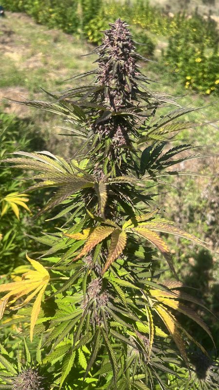 Skunk Jam FR / CANNABABA