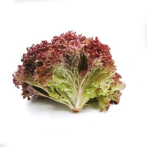 Lettuce (Ice Berg)