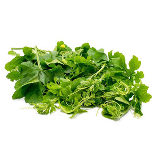 Ampalaya (Bonito F1)