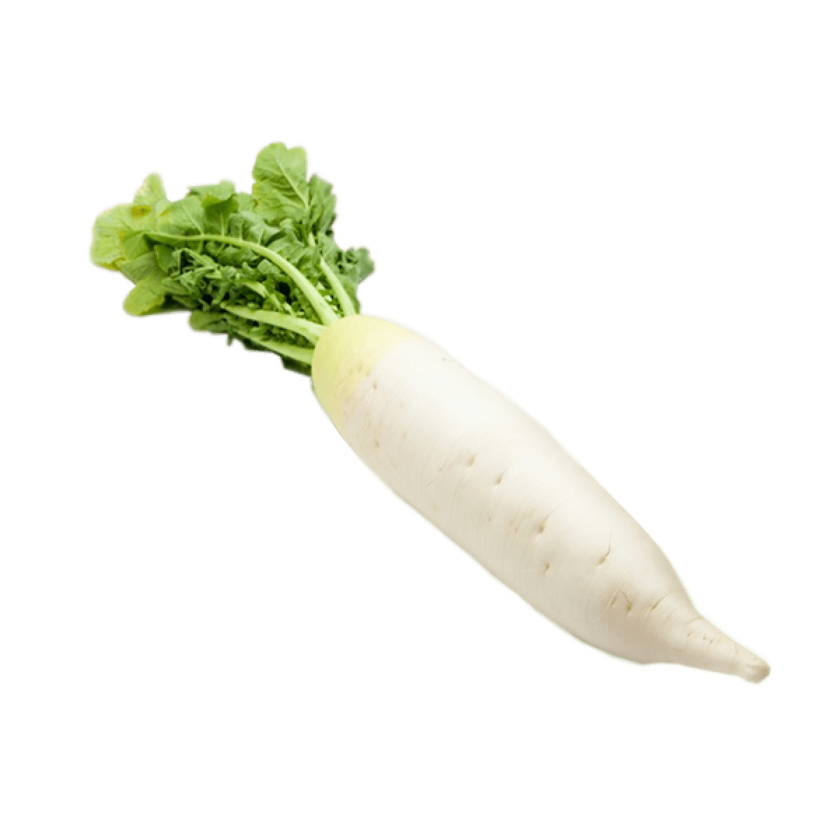 Radish (Labanos)