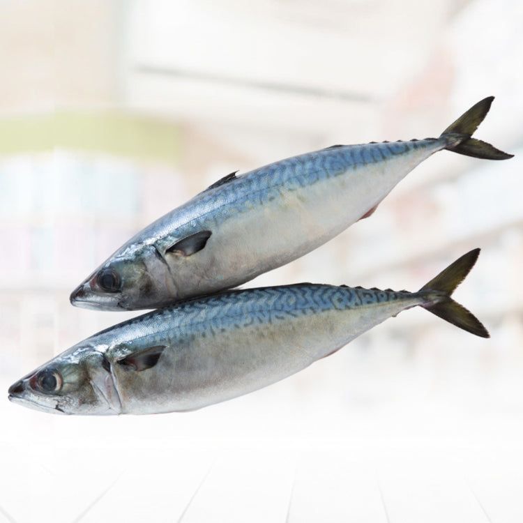 GB - Salmon mackerel (Fresh)