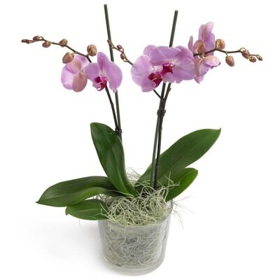 Orchidee roze