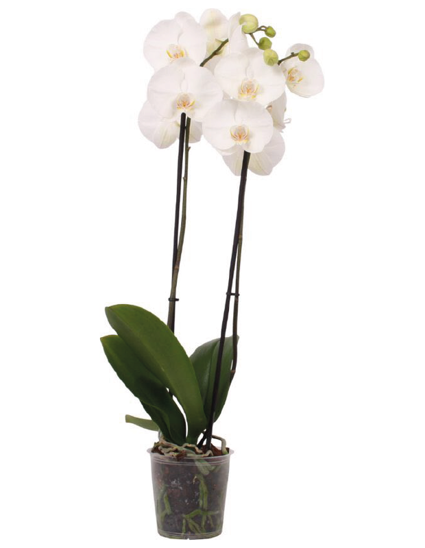 Orchidee wit