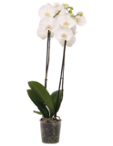 Orchidee wit met pot