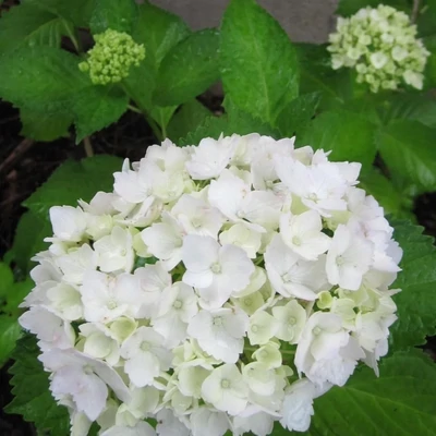 Hortensia wit met pot