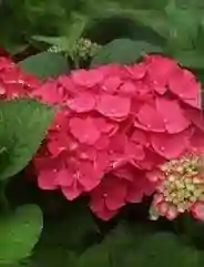 Hortensia roze met pot