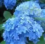 Hortensia blauw met pot