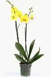 Orchidee geel met pot