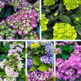 Hortensia in pot