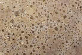 Yeast