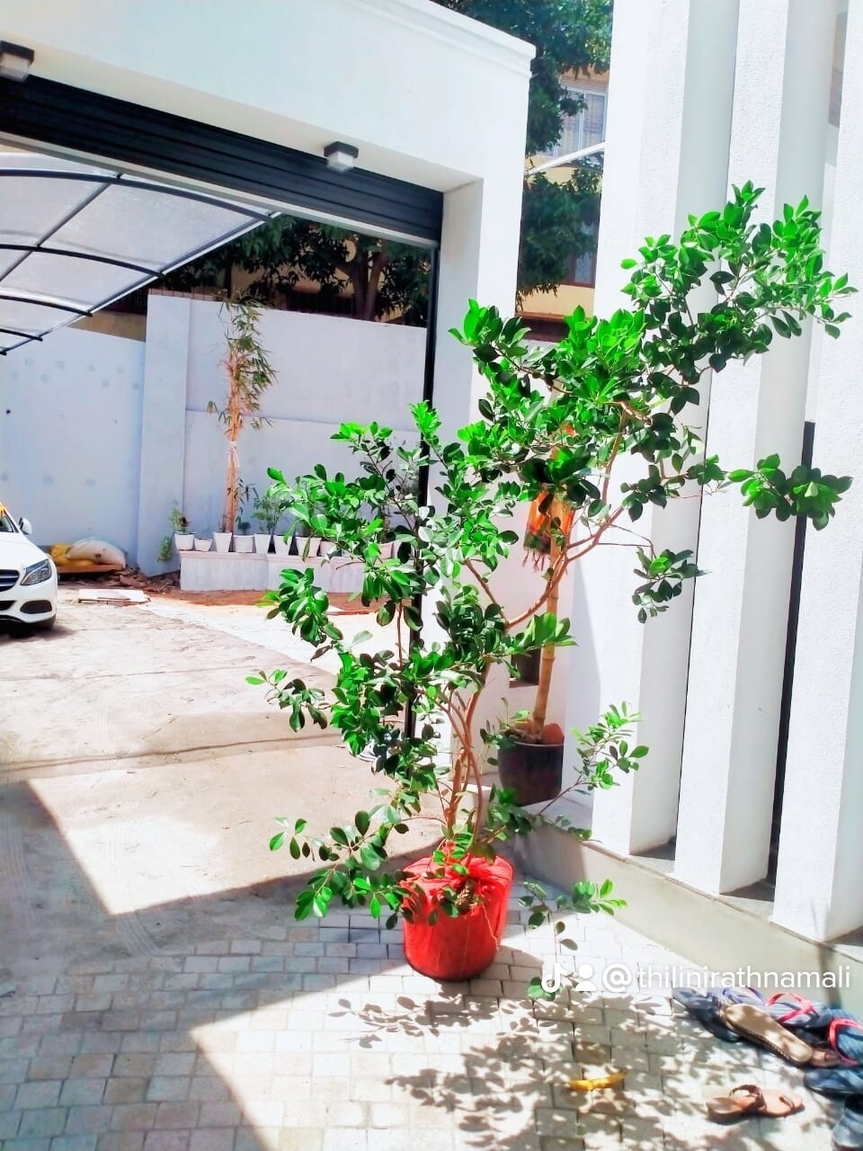 Chinese Guava