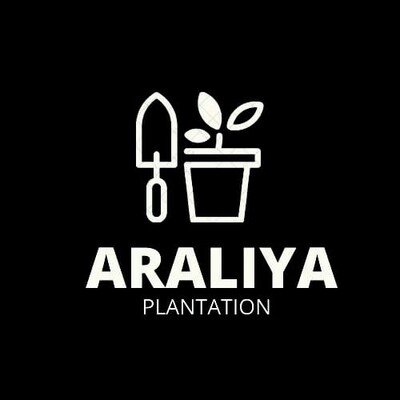 Our Projects
